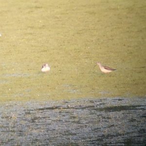 Greenshank, Tice's Meadow (K Duncan).