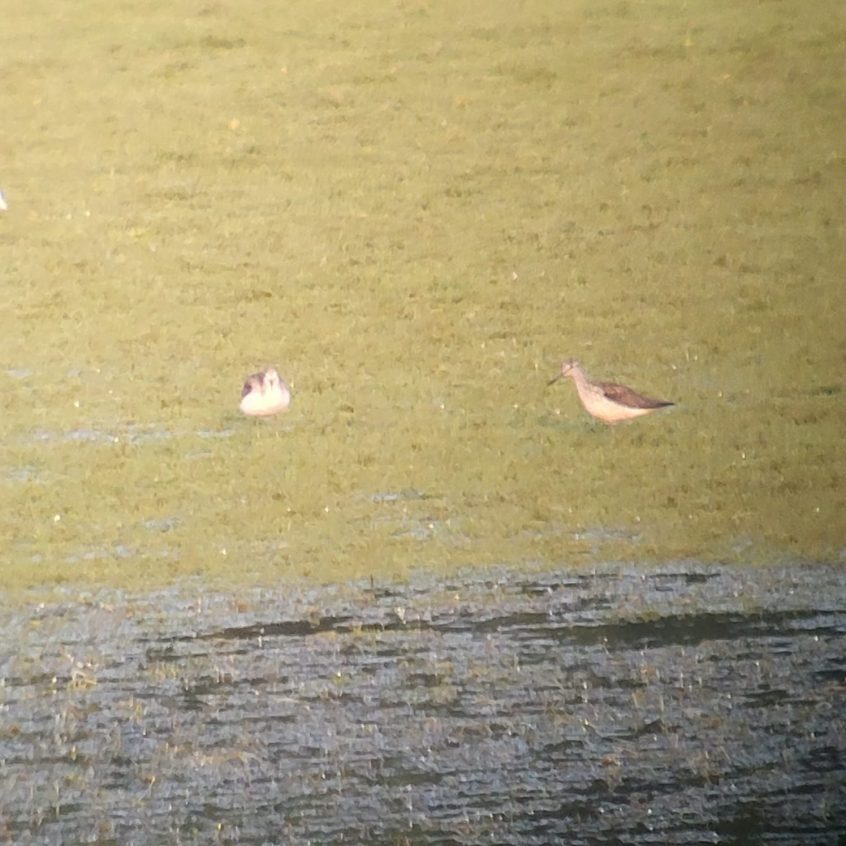 Greenshank, Tice's Meadow (K Duncan).