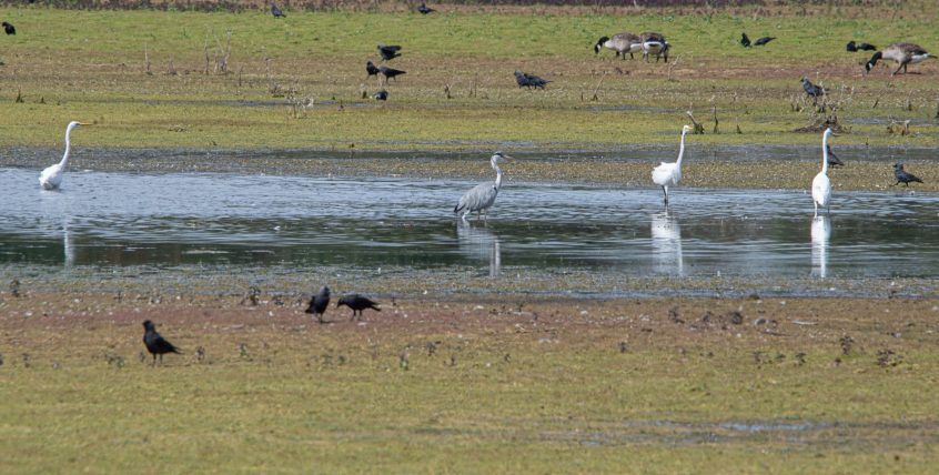 Great Egrets, Tice's Meadow (C Varndell).