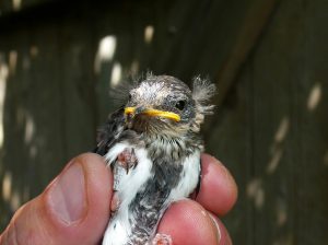 Sand Martin, London Wetland Centre (J Reeves).