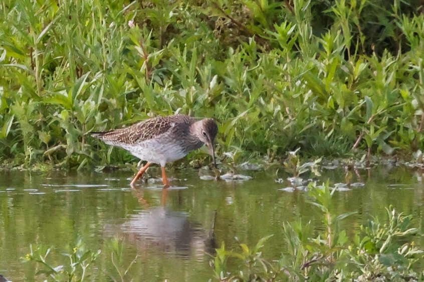Redshank, Beddington Farmlands (I Jones). Redshank, Beddington Farmlands (I Jones).
