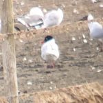 Mediterranean Gull, Tice's Meadow (K Duncan).