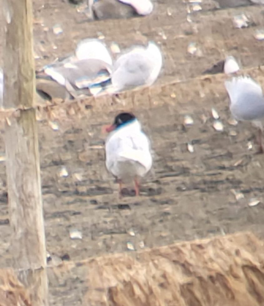Mediterranean Gull, Tice's Meadow (K Duncan). Mediterranean Gull, Tice's Meadow (K Duncan).
