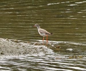 Redshank, Holmethorpe SP (G Hay).