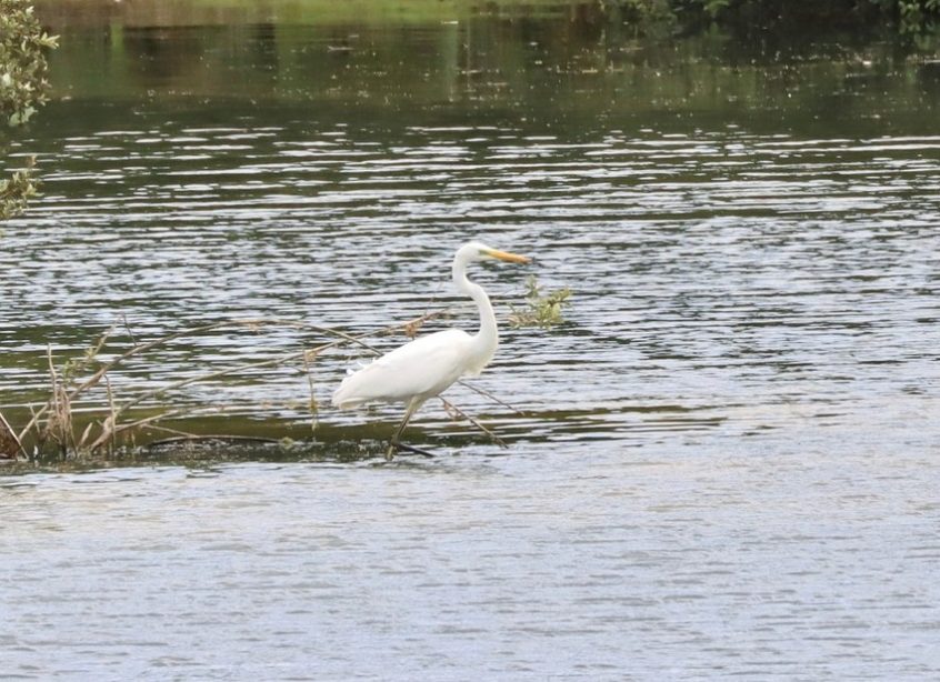 Great Egret, Holmethorpe SP (G Hay). Great Egret, Holmethorpe SP (G Hay).