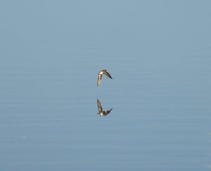 Common Sandpiper, Mercers CP (G Hay).