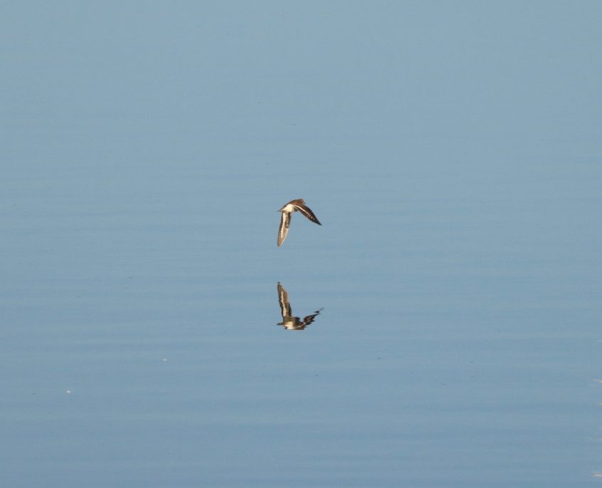 Common Sandpiper, Mercers CP (G Hay). Common Sandpiper, Mercers CP (G Hay).