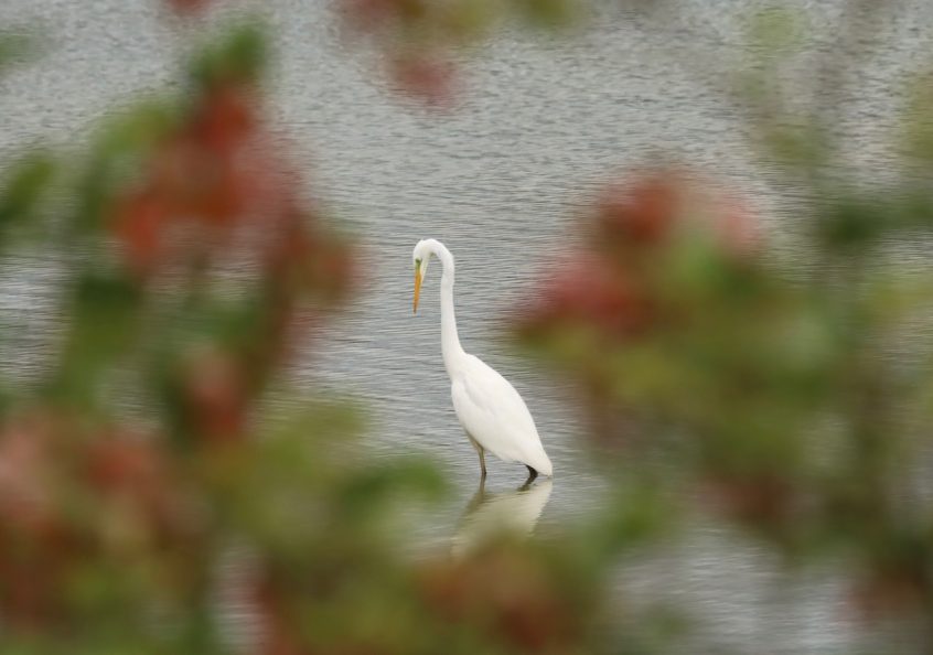 Great Egret, Holmethorpe SP (G Hay). Great Egret, Holmethorpe SP (G Hay).