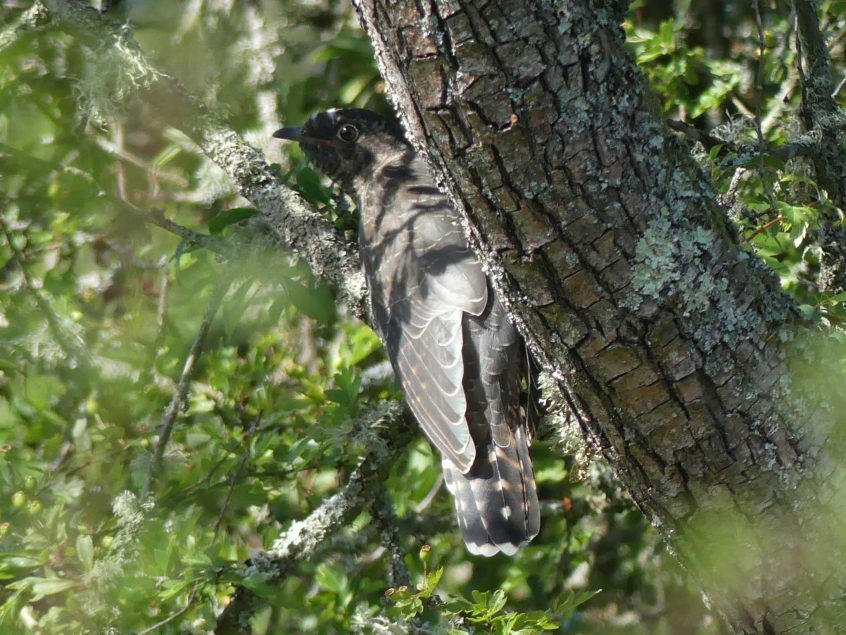 Cuckoo, Bookham Common (C Kemp). Cuckoo, Bookham Common (C Kemp).