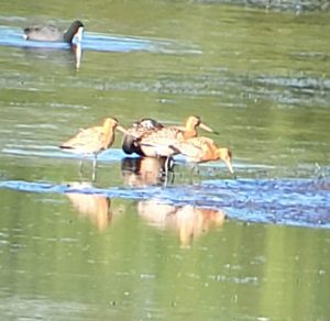 Black-tailed Godwits, Tice's Meadow (K Duncan).