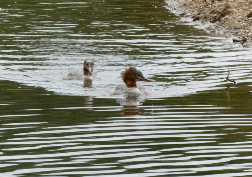 Goosander, Richmond Park (J Reeves). Goosander, Richmond Park (J Reeves).
