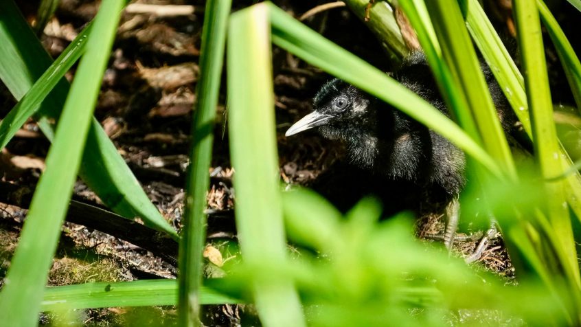 Water Rail, Unstead SF (J Parr). Water Rail, Unstead SF (J Parr).