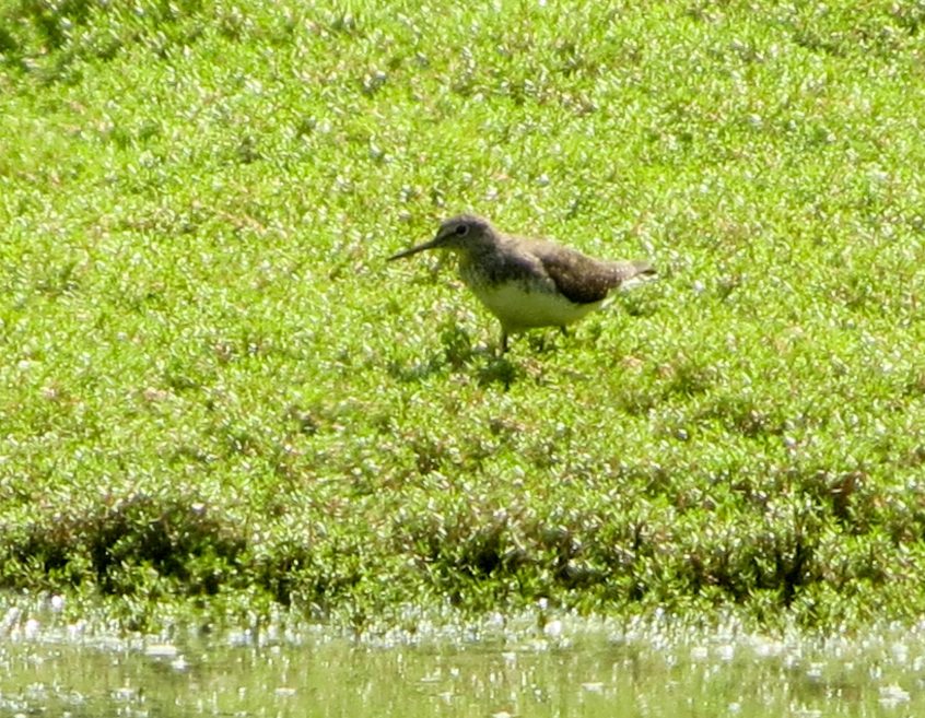 Green Sandpiper, Newchapel (K Noble). Green Sandpiper, Newchapel (K Noble).