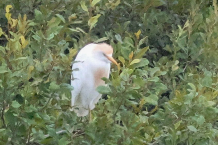 Cattle Egret, Beddington Farmlands (I Jones). Cattle Egret, Beddington Farmlands (I Jones).