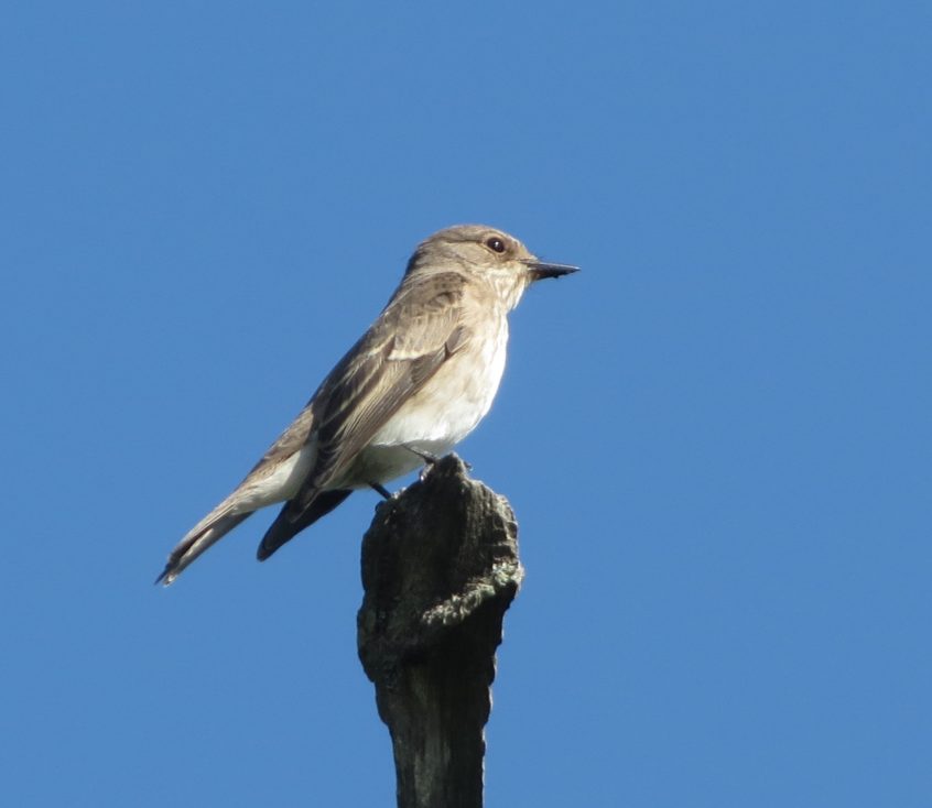 Spotted Flycatcher, Newchapel (K Noble). Spotted Flycatcher, Newchapel (K Noble).