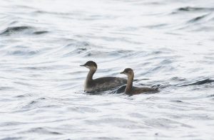 Black-necked and Little Grebes, Island Barn Reservoir (D Harris).