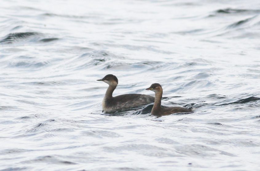 Black-necked and Little Grebes, Island Barn Reservoir (D Harris). Black-necked and Little Grebes, Island Barn Reservoir (D Harris).