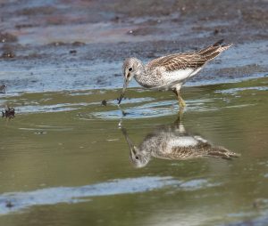 Greenshank, Wisley Common (A Bolton/instagram.com/@abwildnature).