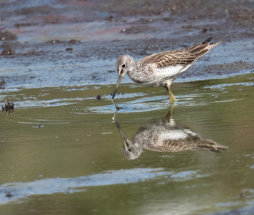 Greenshank, Wisley Common (A Bolton/instagram.com/@abwildnature). Greenshank, Wisley Common (A Bolton/instagram.com/@abwildnature).