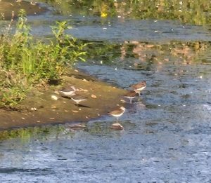 Green Sandpipers, Unstead SF (J Parr).