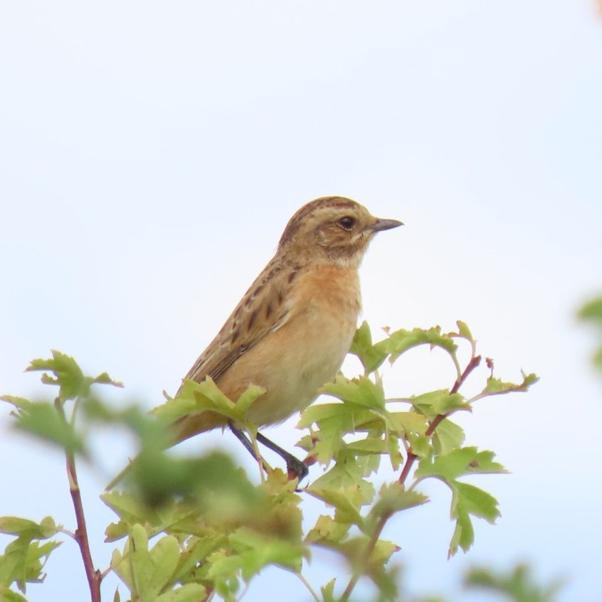 Whinchat, Burgh Heath (I Ward). Whinchat, Burgh Heath (I Ward).