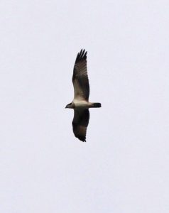 Osprey, Holmethorpe SP (G Hay).