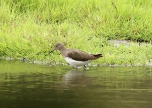 Green Sandpiper, Holmethorpe SP (G Hay).