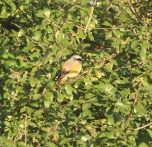 Redstart, Holmethorpe SP (G Hay).