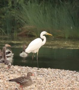 Great Egret, Holmethorpe SP (G Hay).