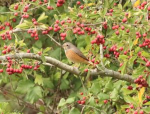 Redstart, Nutfield (G Hay).
