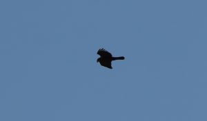 Marsh Harrier, Holmethorpe SP (G Hay).