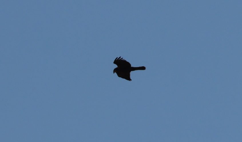 Marsh Harrier, Holmethorpe SP (G Hay). Marsh Harrier, Holmethorpe SP (G Hay).