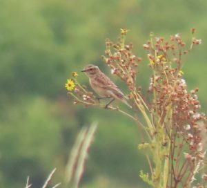 Whinchat, Banstead Woods (I Ward).