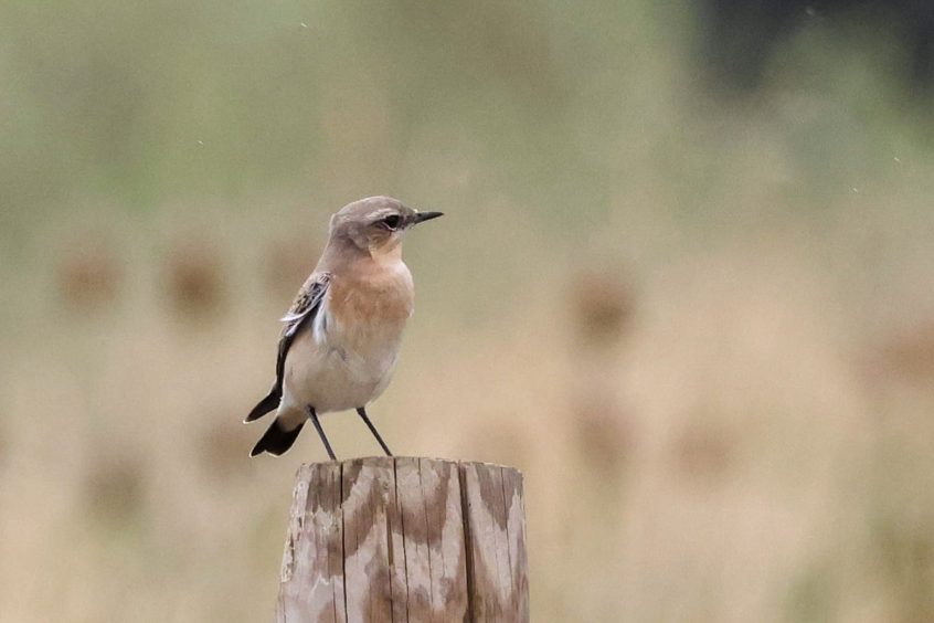Wheatear, Beddington Farmlands (I Jones). Wheatear, Beddington Farmlands (I Jones).