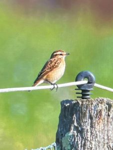 Whinchat, Brook (D Brassington).
