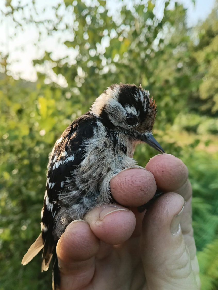 Lesser Spotted Woodpecker, Crooksbury Common (J Gates). Lesser Spotted Woodpecker, Crooksbury Common (J Gates).