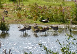 Black-tailed Godwits, London Wetland Centre (J Reeves).