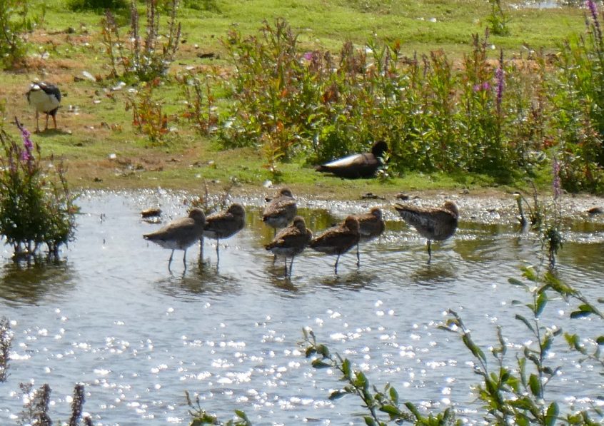 Black-tailed Godwits, London Wetland Centre (J Reeves). Black-tailed Godwits, London Wetland Centre (J Reeves).