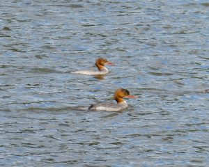Goosander, Richmond Park (J Reeves).