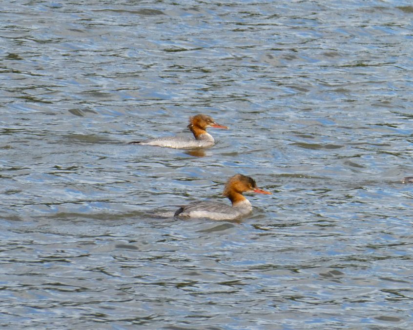 Goosander, Richmond Park (J Reeves). Goosander, Richmond Park (J Reeves).