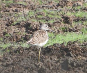 Greenshank, Wisley Common (J Snell).