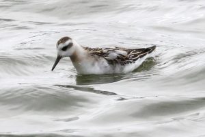 Grey Phalarope, Beddington Farmlands (I Jones).