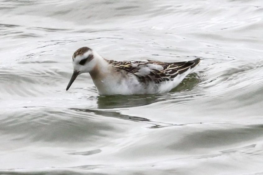 Grey Phalarope, Beddington Farmlands (I Jones). Grey Phalarope, Beddington Farmlands (I Jones).