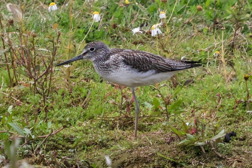 Greenshank, Beddington Farmlands (I Jones). Greenshank, Beddington Farmlands (I Jones).