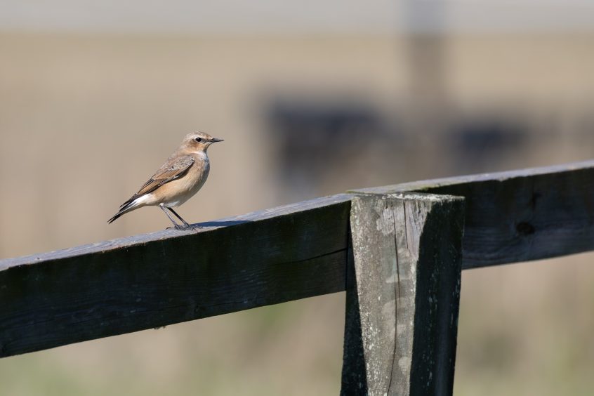 Wheatear, Brook (D Brassington). Wheatear, Brook (D Brassington).