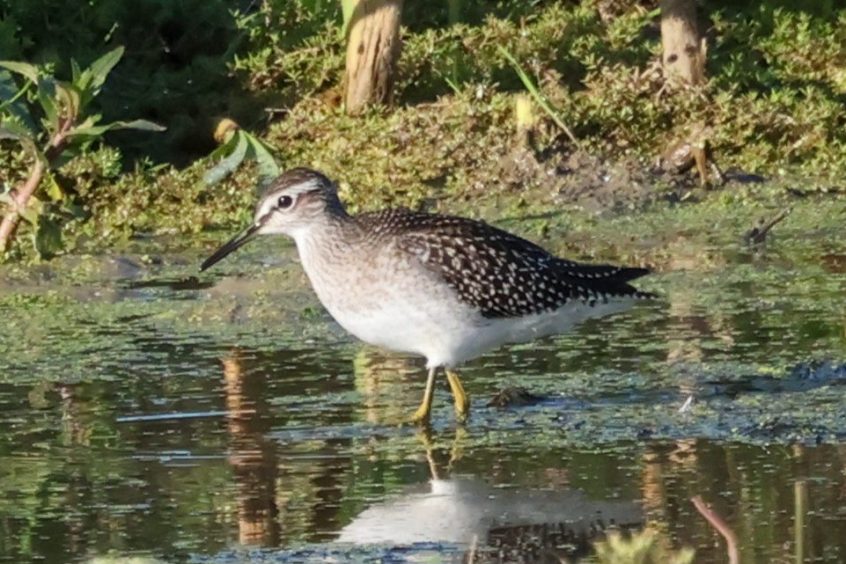 Wood Sandpiper, Beddington Farmlands (I Jones). Wood Sandpiper, Beddington Farmlands (I Jones).