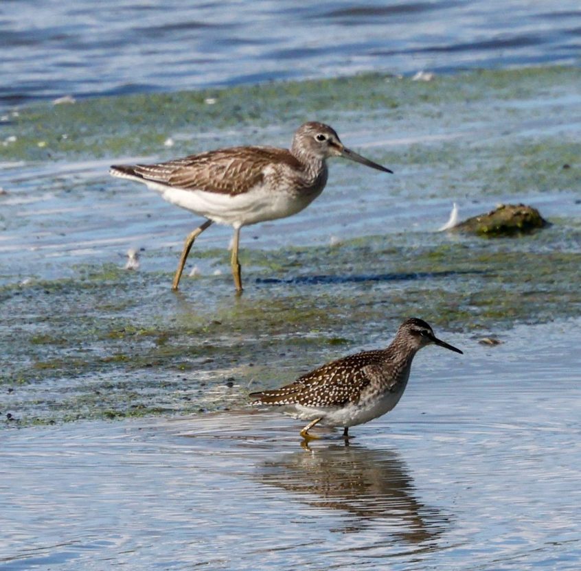 Greenshank & Wood Sandpiper, Beddington Farmlands (I Jones). Greenshank & Wood Sandpiper, Beddington Farmlands (I Jones).
