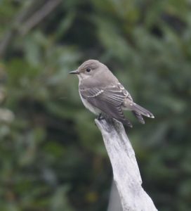 Spotted Flycatcher, Unstead SF (K Britten).