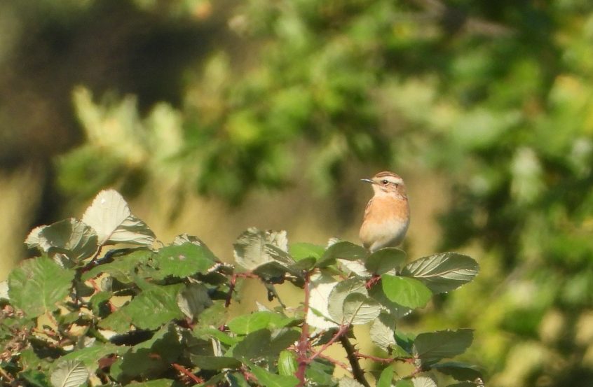 Whinchat, Pyford (J Snell). Whinchat, Pyford (J Snell).