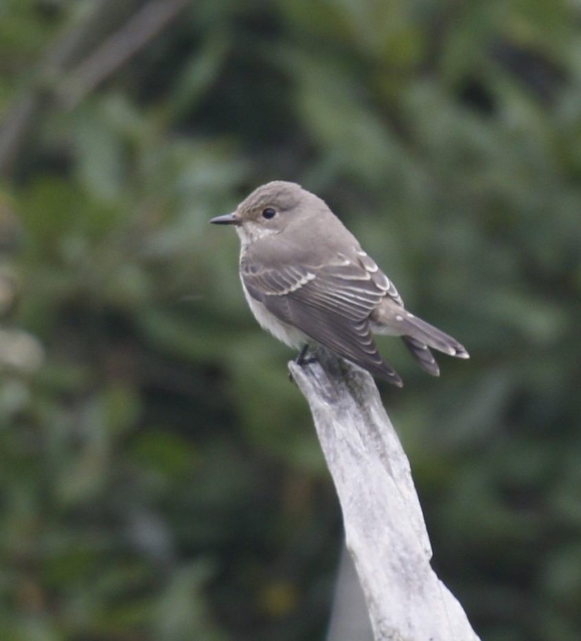 Spotted Flycatcher, Unstead SF (K Britten). Spotted Flycatcher, Unstead SF (K Britten).